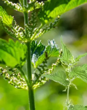 Urtica Dioica