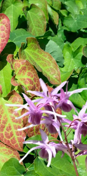 Horny Goat Weed